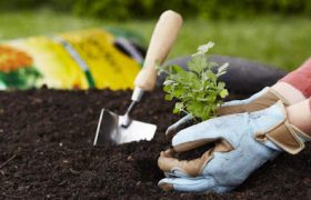 soil test
